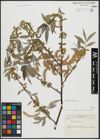 Foto von Salix alba L.